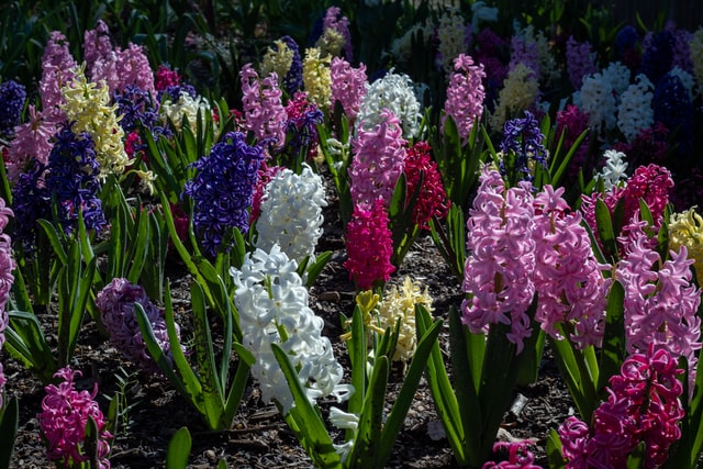 Hyacinths