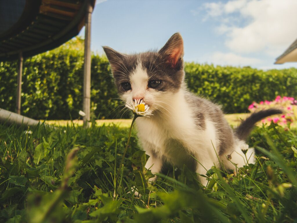 how to keep cats out of your garden