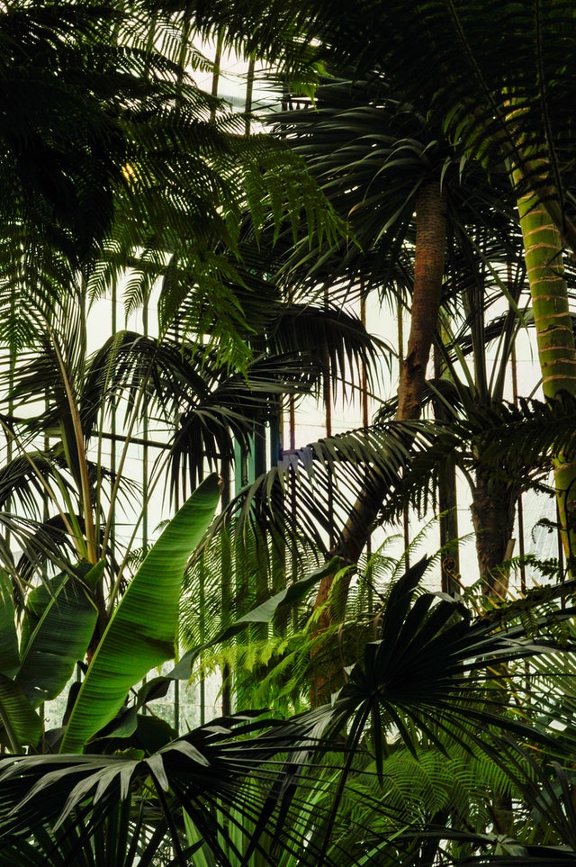 tropical-garden-palm
