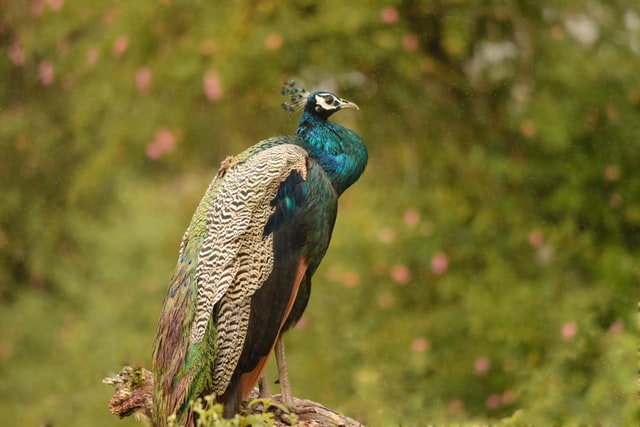 gree-peacock