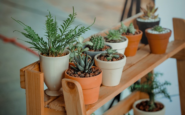 indoor-greenhouse-plants