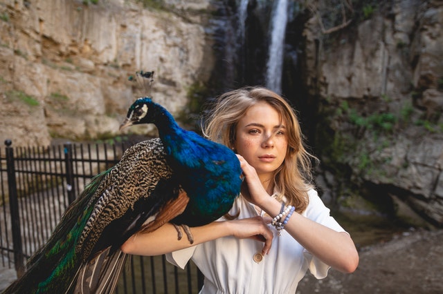 peacocks-as-pets-love