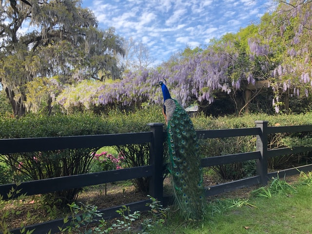 peacocks-as-pets-home